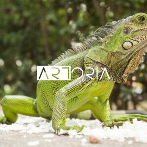 Iguana