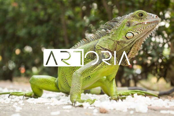 Iguana