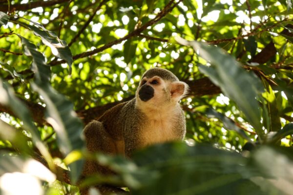 Mico Saimiri Sciureus - Llanos Colombianos